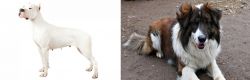 Argentine Dogo vs Aidi - Breed Comparison