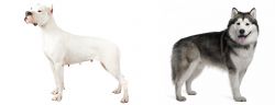 Argentine Dogo vs Alaskan Malamute - Breed Comparison