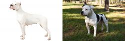 Argentine Dogo vs American Bulldog - Breed Comparison
