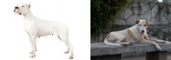 Argentine Dogo vs Askal - Breed Comparison