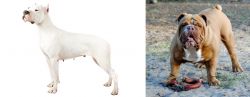 Argentine Dogo vs Australian Bulldog - Breed Comparison