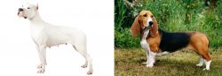 Argentine Dogo vs Basset Artesien Normand - Breed Comparison