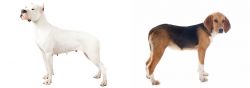 Argentine Dogo vs Beagle-Harrier - Breed Comparison