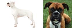 Argentine Dogo vs Boxer - Breed Comparison