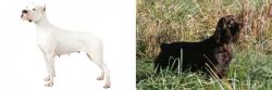 Argentine Dogo vs Boykin Spaniel - Breed Comparison