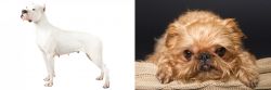 Argentine Dogo vs Brug - Breed Comparison