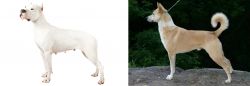 Argentine Dogo vs Canaan Dog - Breed Comparison