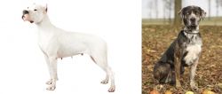 Argentine Dogo vs Catahoula Leopard - Breed Comparison