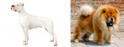 Argentine Dogo vs Chow Chow - Breed Comparison