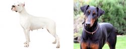 Argentine Dogo vs Doberman Pinscher - Breed Comparison