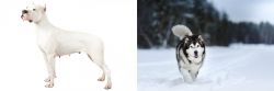 Argentine Dogo vs Siberian Husky - Breed Comparison