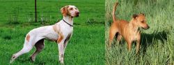 Ariege Pointer vs Africanis - Breed Comparison