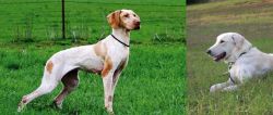 Ariege Pointer vs Akbash Dog - Breed Comparison