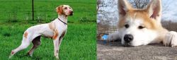 Ariege Pointer vs Akita - Breed Comparison