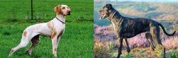 Ariege Pointer vs Alaunt - Breed Comparison