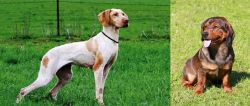 Ariege Pointer vs Alpine Dachsbracke - Breed Comparison
