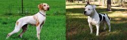 Ariege Pointer vs American Bulldog - Breed Comparison