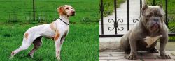 Ariege Pointer vs American Bully - Breed Comparison