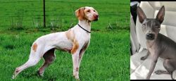 Ariege Pointer vs American Hairless Terrier - Breed Comparison