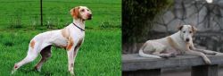 Ariege Pointer vs Askal - Breed Comparison