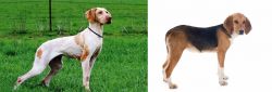 Ariege Pointer vs Beagle-Harrier - Breed Comparison