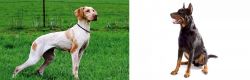 Ariege Pointer vs Beauceron - Breed Comparison