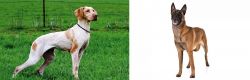 Ariege Pointer vs Belgian Shepherd Dog (Malinois) - Breed Comparison