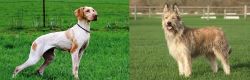 Ariege Pointer vs Berger Picard - Breed Comparison