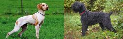 Ariege Pointer vs Black Russian Terrier - Breed Comparison