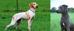 Ariege Pointer vs Blue Lacy - Breed Comparison