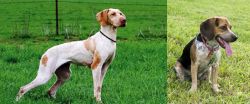 Ariege Pointer vs Bluetick Beagle - Breed Comparison