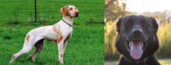 Ariege Pointer vs Borador - Breed Comparison