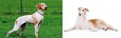 Ariege Pointer vs Borzoi - Breed Comparison