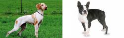 Ariege Pointer vs Boston Terrier - Breed Comparison