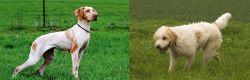 Ariege Pointer vs Briquet Griffon Vendeen - Breed Comparison