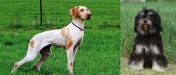 Ariege Pointer vs Cao da Serra de Aires - Breed Comparison