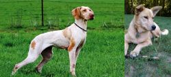 Ariege Pointer vs Carolina Dog - Breed Comparison