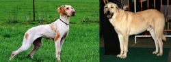 Ariege Pointer vs Central Anatolian Shepherd - Breed Comparison