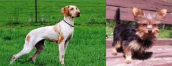 Ariege Pointer vs Chorkie - Breed Comparison