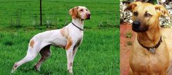 Ariege Pointer vs Combai - Breed Comparison