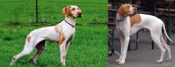 Ariege Pointer vs English Pointer - Breed Comparison