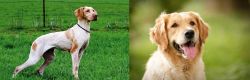 Ariege Pointer vs Golden Retriever - Breed Comparison