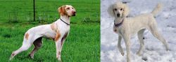 Ariege Pointer vs Poodle - Breed Comparison