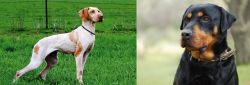 Ariege Pointer vs Rottweiler - Breed Comparison