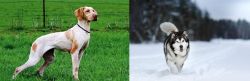 Ariege Pointer vs Siberian Husky - Breed Comparison