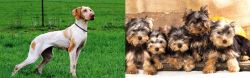 Ariege Pointer vs Yorkshire Terrier - Breed Comparison