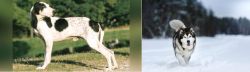 Ariegeois vs Siberian Husky - Breed Comparison