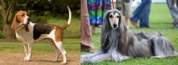 Artois Hound vs Afghan Hound - Breed Comparison