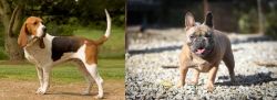 Artois Hound vs French Bulldog - Breed Comparison