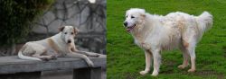 Askal vs Abruzzenhund - Breed Comparison